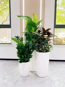 北仑花卉租赁方案，解锁花卉租赁新玩法